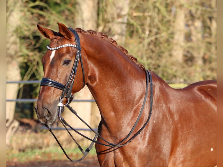 Hannoveraan Ruin 8 Jaar 170 cm Donkere-vos in Lienen