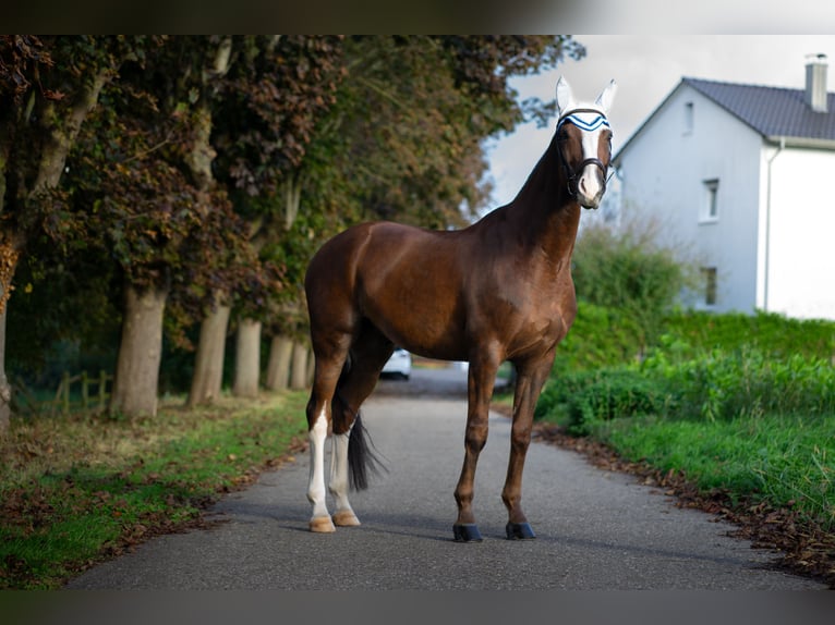 Hannoveraan Ruin 8 Jaar 170 cm Donkere-vos in Baden-Baden