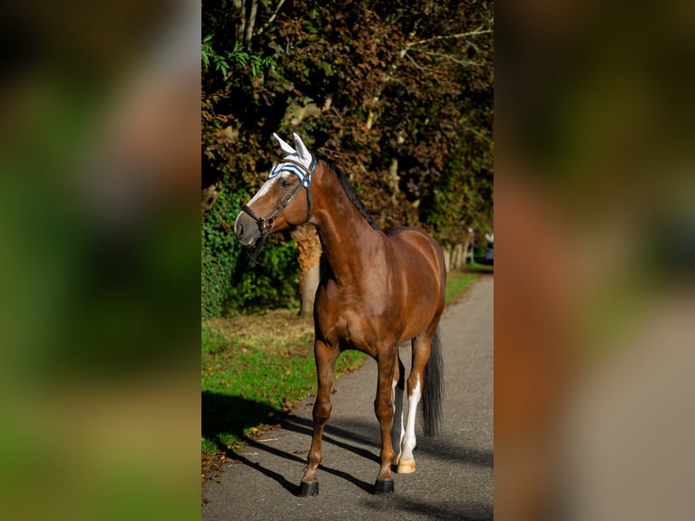 Hannoveraan Ruin 8 Jaar 170 cm Donkere-vos in Baden-Baden