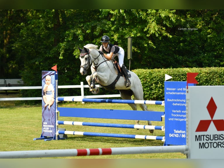 Hannoveraan Ruin 8 Jaar 170 cm Schimmel in Oerel