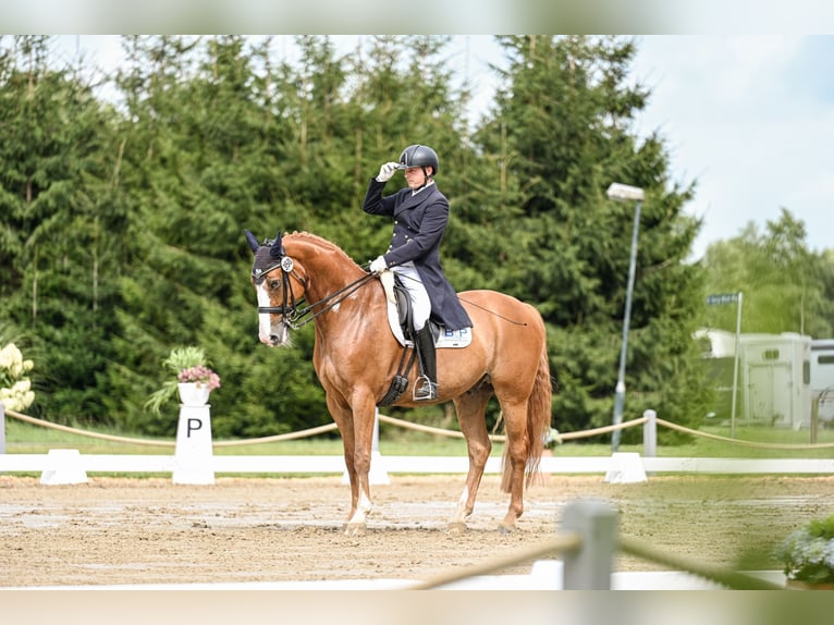 Hannoveraan Ruin 8 Jaar 170 cm Vos in Loxstedt