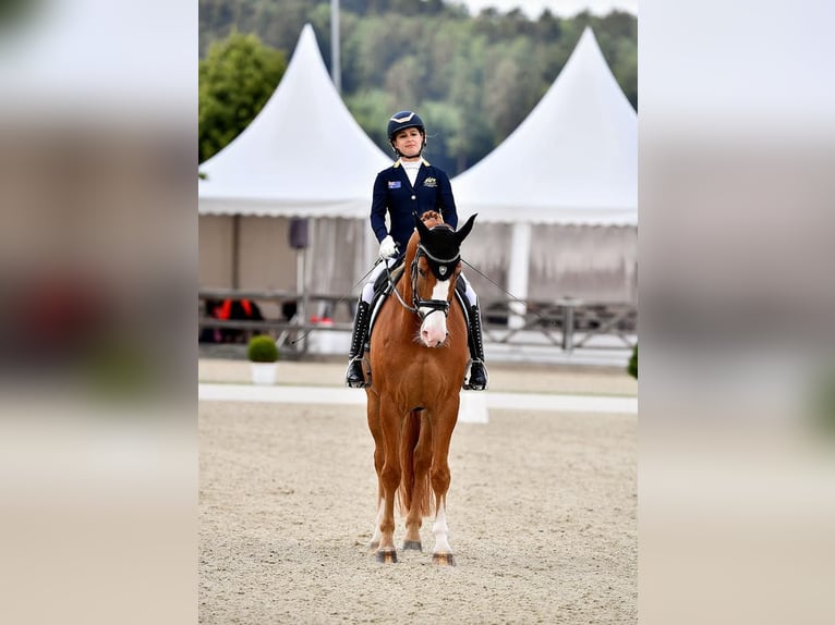 Hannoveraan Ruin 8 Jaar 170 cm Vos in Loxstedt