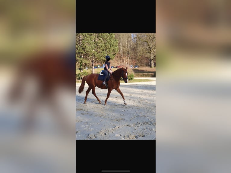 Hannoveraan Ruin 8 Jaar 170 cm Vos in Albig