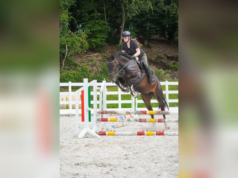 Hannoveraan Ruin 8 Jaar 170 cm Zwart in Nettersheim