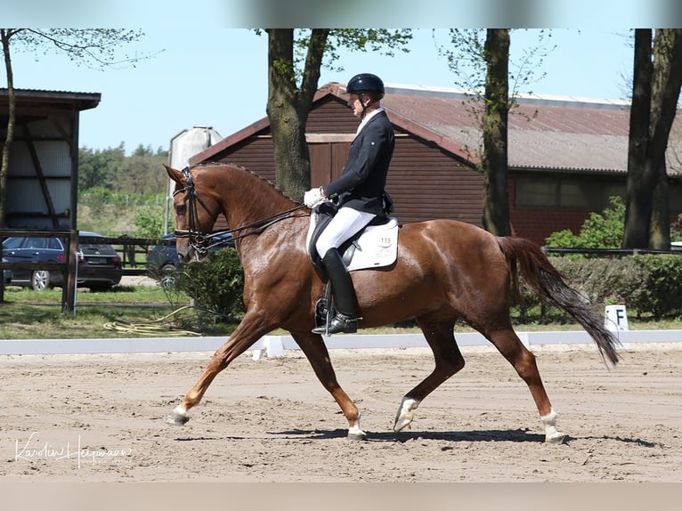 Hannoveraan Ruin 8 Jaar 171 cm Donkere-vos in Sittensen