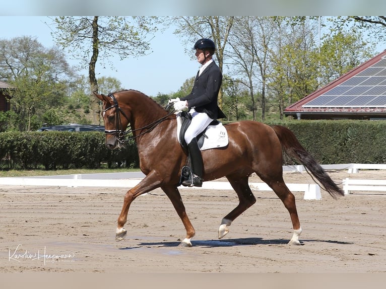 Hannoveraan Ruin 8 Jaar 171 cm Donkere-vos in Sittensen