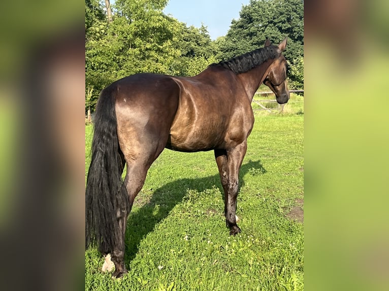 Hannoveraan Ruin 8 Jaar 172 cm Zwartbruin in Vechta