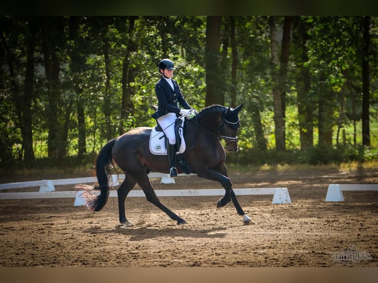 Hannoveraan Ruin 8 Jaar 172 cm Zwartbruin in Vechta