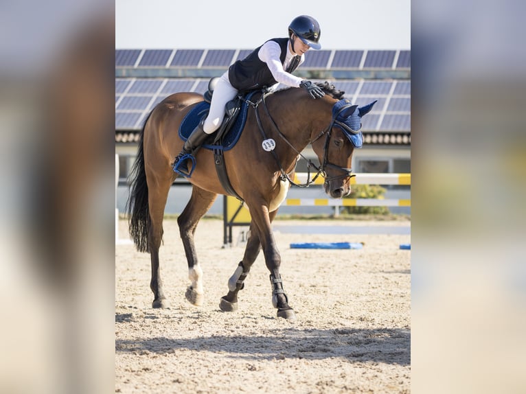 Hannoveraan Ruin 8 Jaar 173 cm Bruin in Krauchenwies