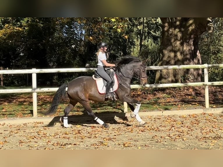 Hannoveraan Ruin 8 Jaar 173 cm Donkerbruin in Hamm