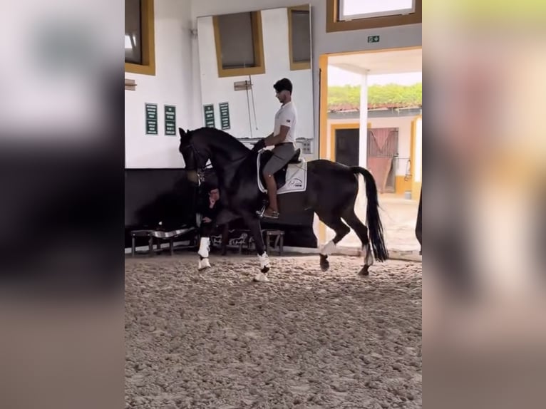 Hannoveraan Ruin 8 Jaar 173 cm Donkerbruin in Sint-Niklas