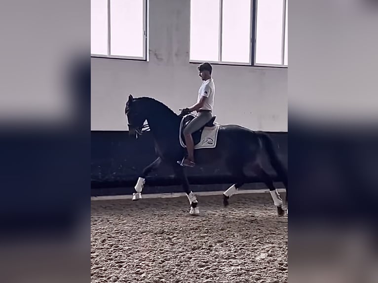 Hannoveraan Ruin 8 Jaar 173 cm Donkerbruin in Sint-Niklas
