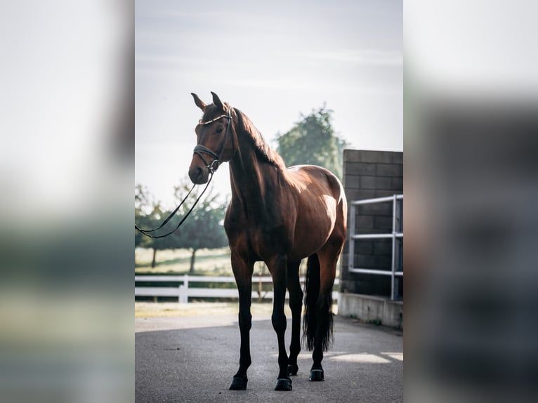 Hannoveraan Ruin 8 Jaar 173 cm Donkerbruin in Wangen im Allgäu