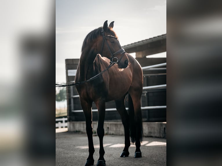 Hannoveraan Ruin 8 Jaar 173 cm Donkerbruin in Wangen im Allgäu