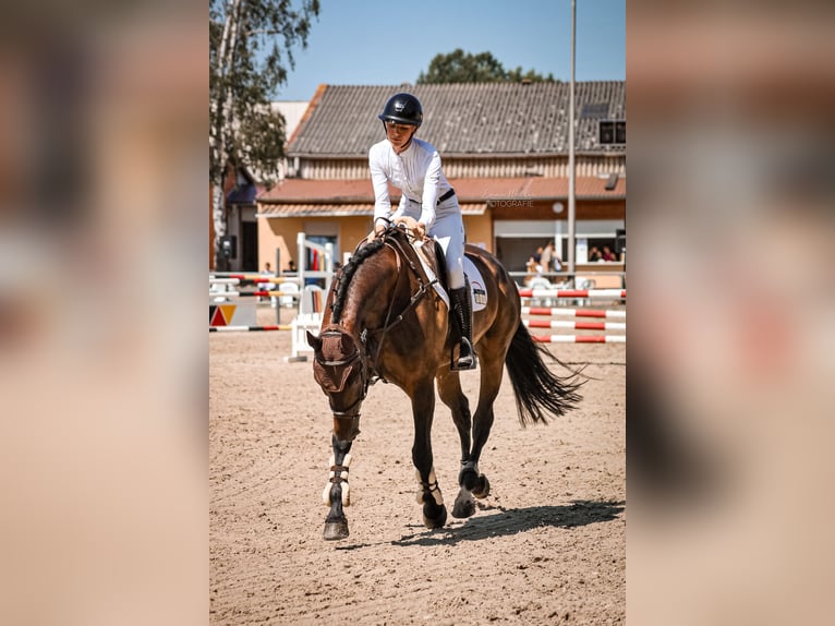 Hannoveraan Ruin 8 Jaar 173 cm Donkerbruin in Lahntal