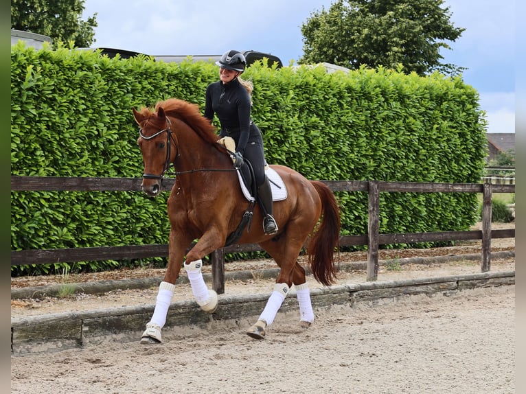 Hannoveraan Ruin 8 Jaar 173 cm Vos in Kempen