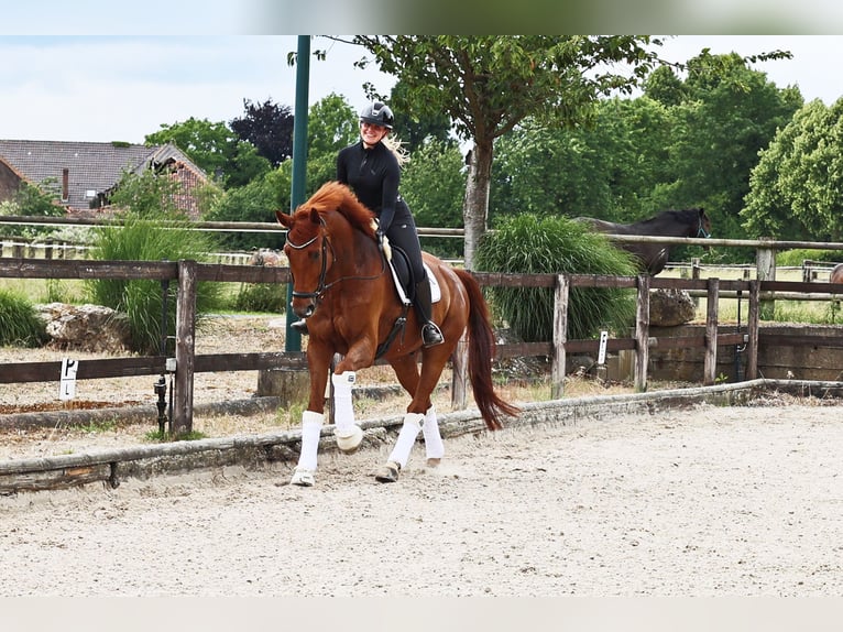 Hannoveraan Ruin 8 Jaar 173 cm Vos in Kempen