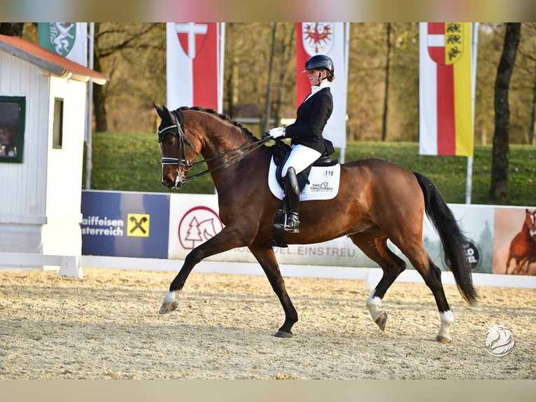 Hannoveraan Ruin 8 Jaar 174 cm Bruin in Ostrach