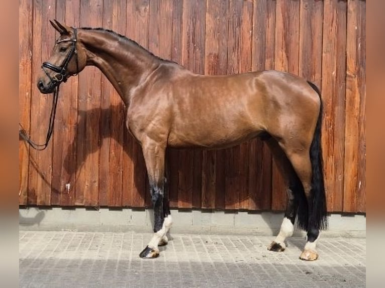 Hannoveraan Ruin 8 Jaar 174 cm Bruin in Stoetze