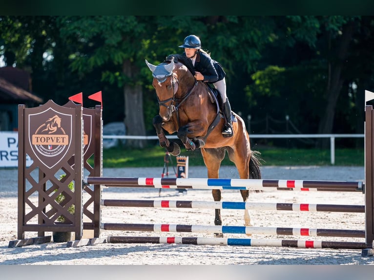 Hannoveraan Ruin 8 Jaar 174 cm Bruin in Prag