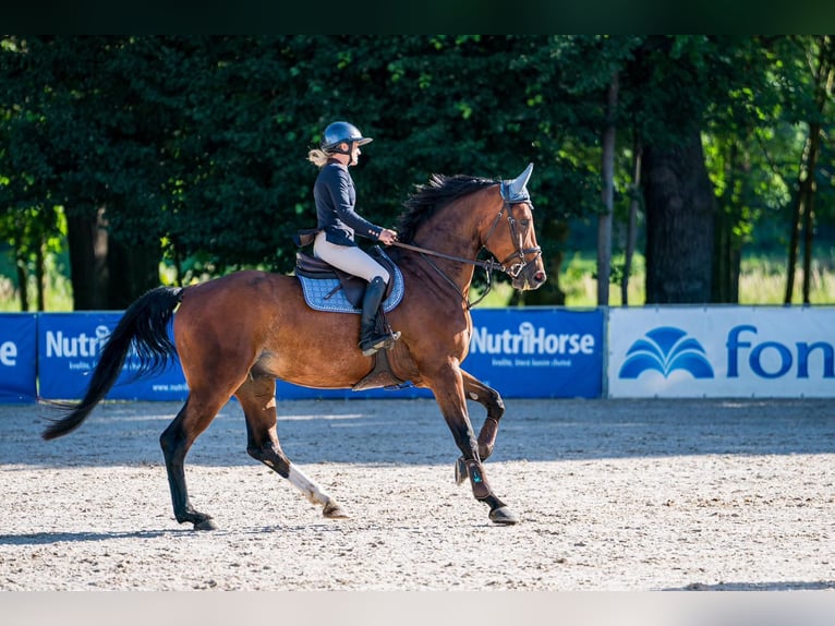 Hannoveraan Ruin 8 Jaar 174 cm Bruin in Prag