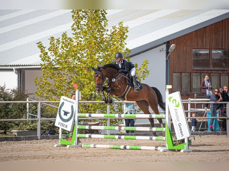 Hannoveraan Ruin 8 Jaar 174 cm Bruin in Prag