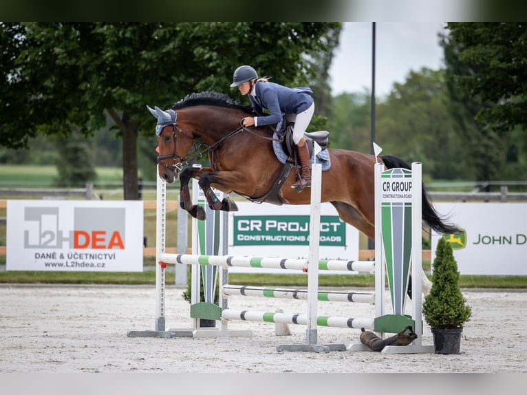 Hannoveraan Ruin 8 Jaar 174 cm Bruin in Prag