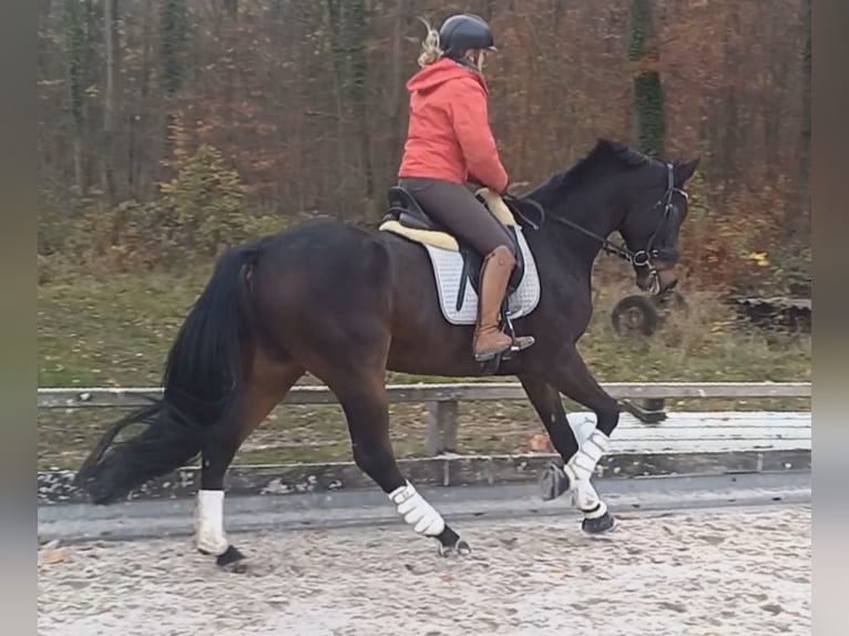 Hannoveraan Ruin 8 Jaar 174 cm Donkerbruin in Duingen