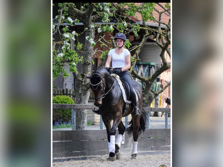 Hannoveraan Ruin 8 Jaar 174 cm Donkerbruin in Duingen