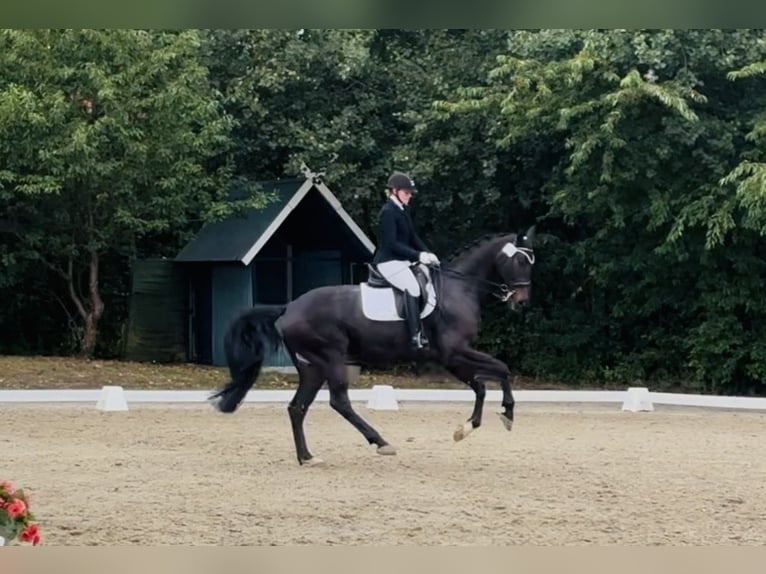 Hannoveraan Ruin 8 Jaar 174 cm Donkerbruin in Sottrum