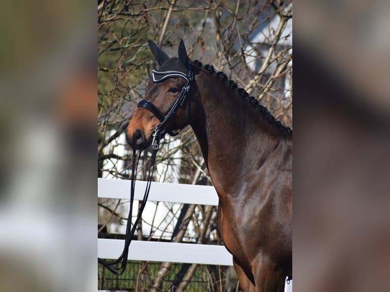 Hannoveraan Ruin 8 Jaar 175 cm Bruin in Dätgen