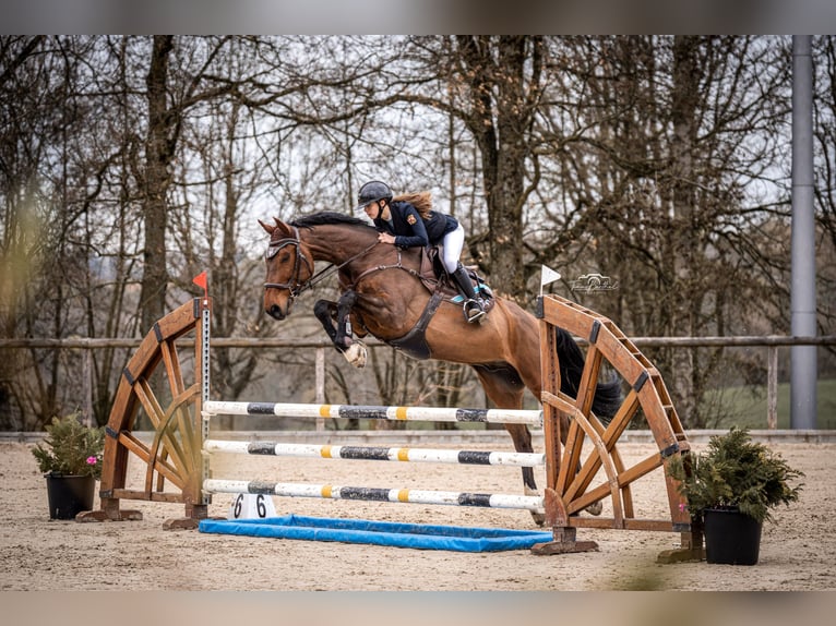 Hannoveraan Ruin 8 Jaar 175 cm Bruin in Wachtberg