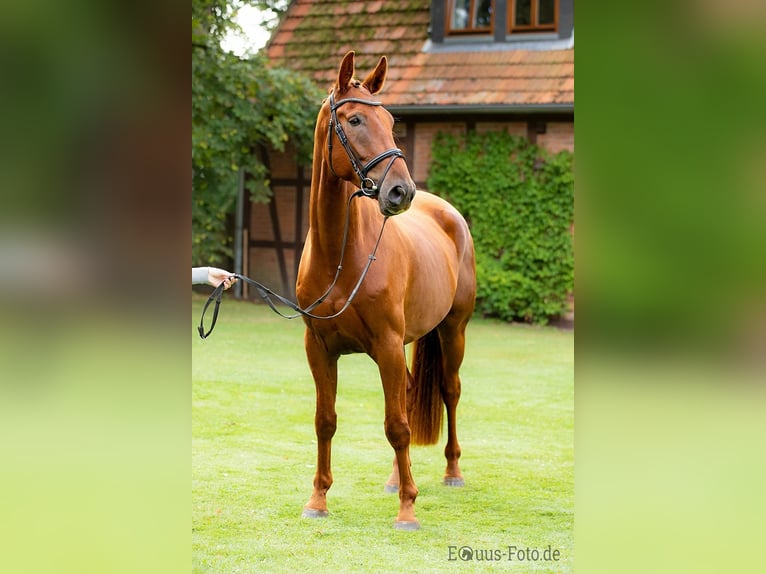 Hannoveraan Ruin 8 Jaar 175 cm Donkere-vos in Rehlingen