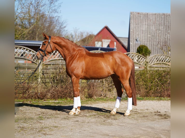 Hannoveraan Ruin 8 Jaar 175 cm Vos in Hohenfelde