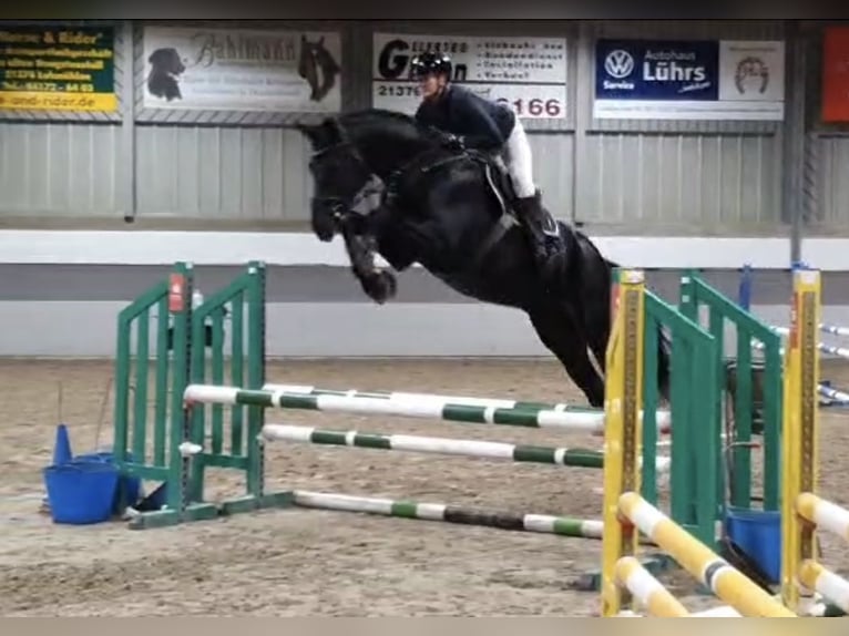 Hannoveraan Ruin 8 Jaar 180 cm Zwartbruin in Egestorf