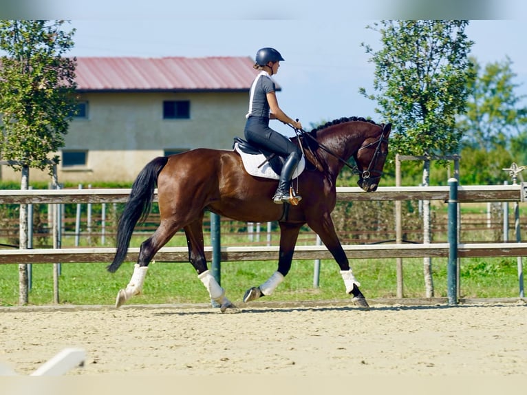 Hannoveraan Ruin 8 Jaar 182 cm Bruin in Mansuè