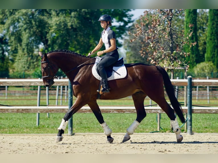 Hannoveraan Ruin 8 Jaar 182 cm Bruin in Mansuè