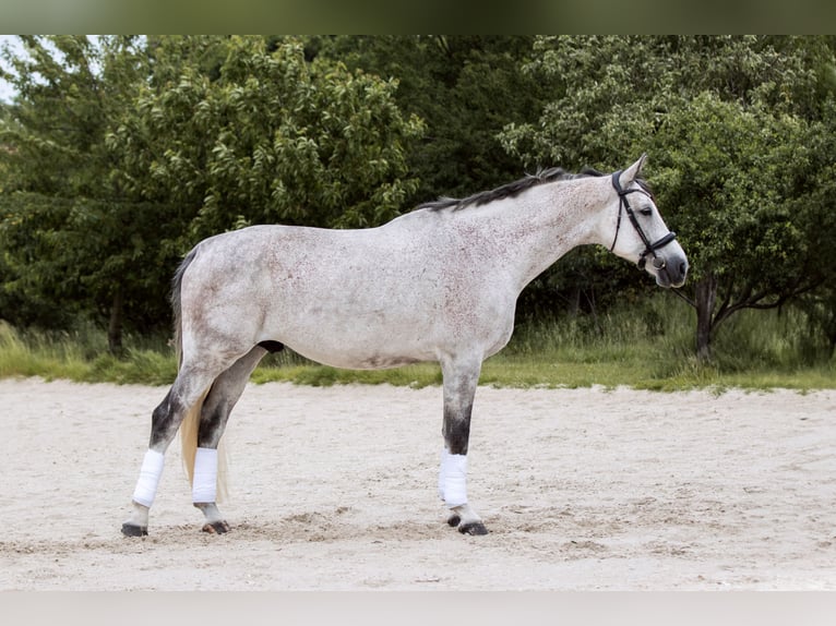 Hannoveraan Ruin 8 Jaar 182 cm Schimmel in Radebeul