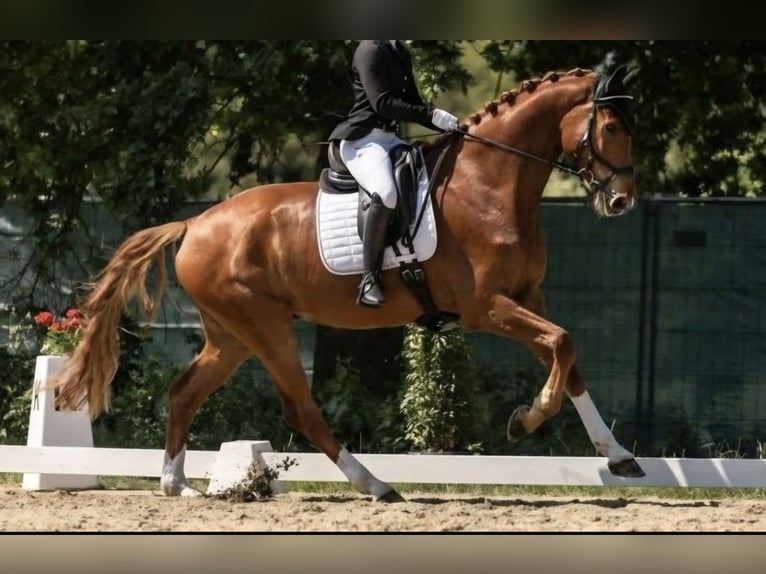 Hannoveraan Ruin 8 Jaar 183 cm Vos in Langwedel