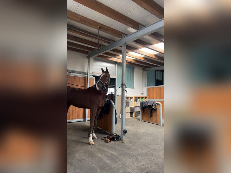 Hannoveraan Ruin 8 Jaar 185 cm Donkere-vos in Slovakia