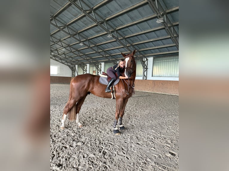 Hannoveraan Ruin 8 Jaar 185 cm Donkere-vos in Slovakia