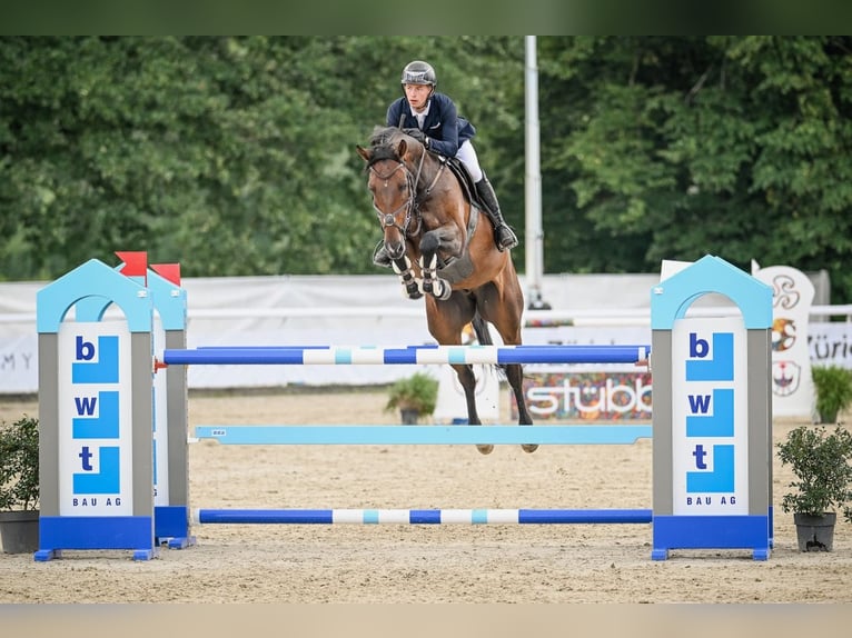 Hannoveraan Ruin 8 Jaar Bruin in St. Josefen