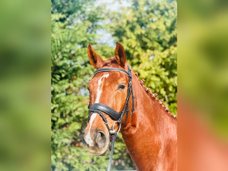 Hannoveraan Ruin 8 Jaar Roodvos in Santander