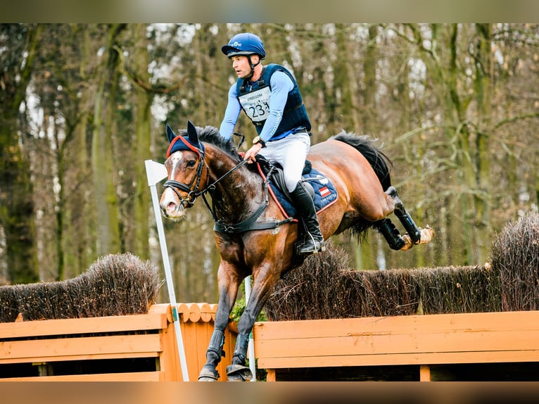 Hannoveraan Ruin 9 Jaar 162 cm Bruin in Feldbach