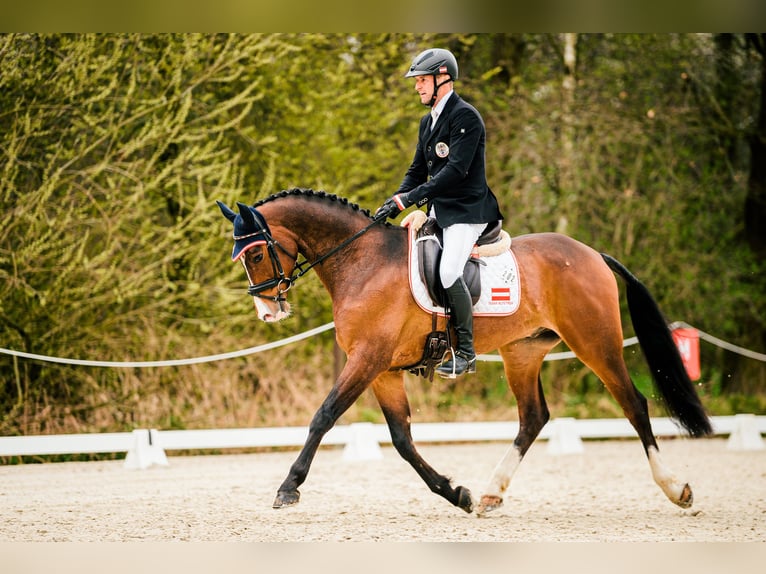 Hannoveraan Ruin 9 Jaar 162 cm Bruin in Feldbach