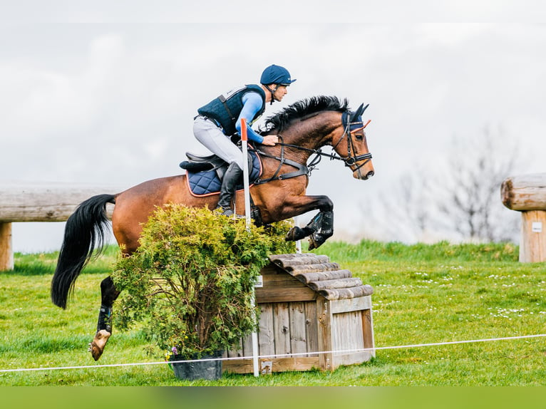 Hannoveraan Ruin 9 Jaar 162 cm Bruin in Feldbach