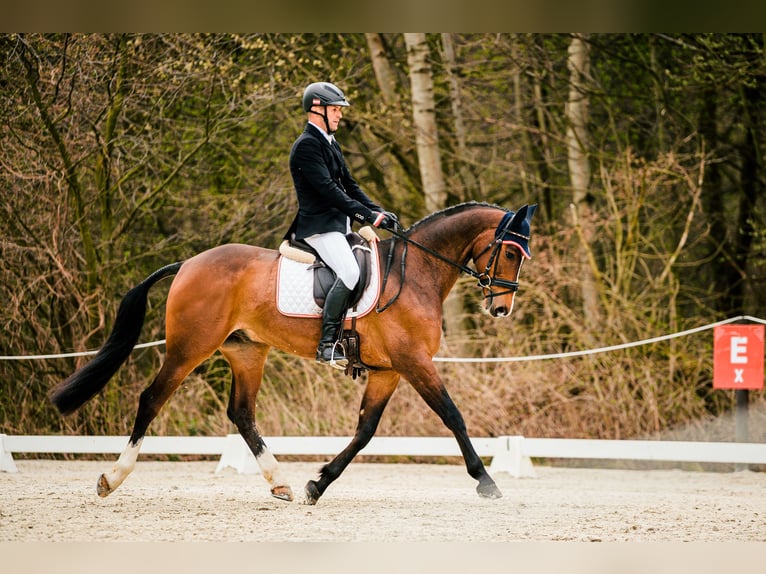 Hannoveraan Ruin 9 Jaar 162 cm Bruin in Feldbach