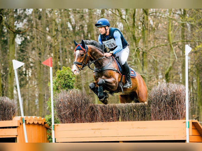 Hannoveraan Ruin 9 Jaar 162 cm Bruin in Feldbach