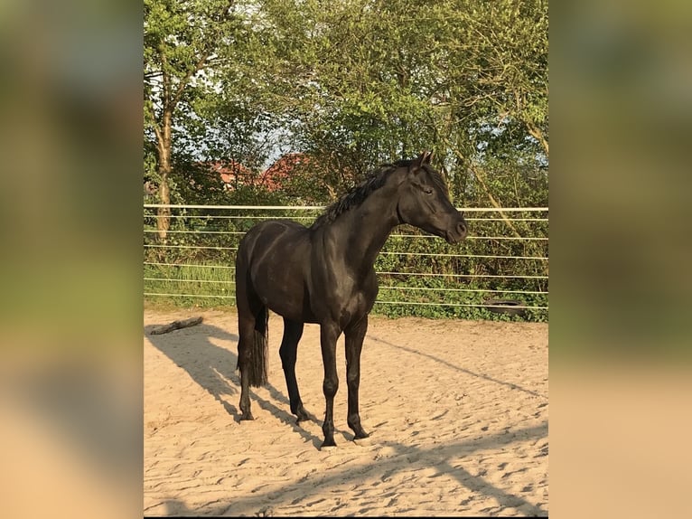 Hannoveraan Ruin 9 Jaar 162 cm Zwart in Stöckse