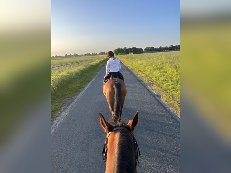Hannoveraan Ruin 9 Jaar 164 cm Bruin in Hamersen